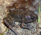 Tusked Frog