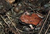 Red-backed Toadlet