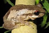 Bleating Tree Frog