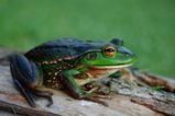 Growling Grass Frog