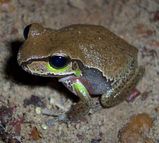 Blue Mountains Tree Frog