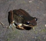 Southern Brown Tree Frog