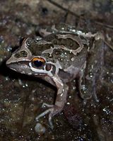 Freycinet's Frog