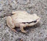 Red-groined Froglet