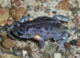 Bibron's Toadlet