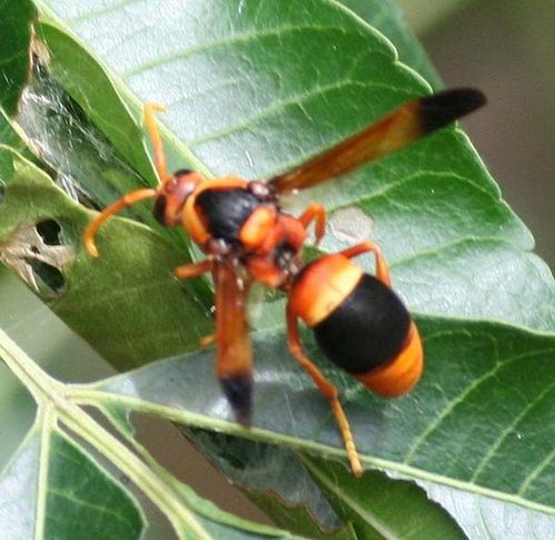 Potter Wasp | Abispa ephippium photo