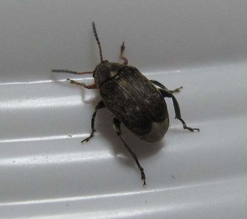 Bean Weevil | Acanthoscelides obtectus photo