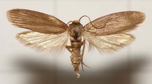 Lesser wax moth | Achroia grisella photo