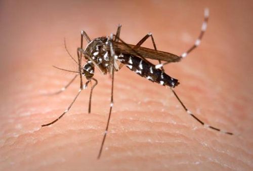 Asian Tiger Mosquito | Aedes albopictus photo