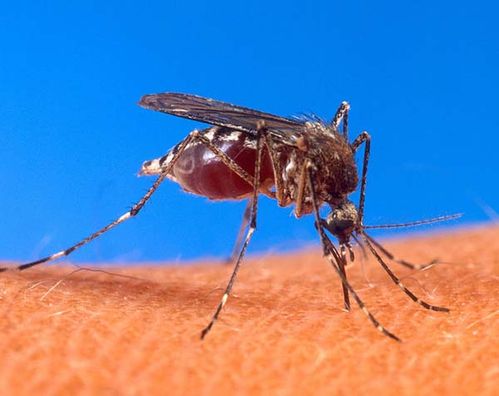 Dengue Mosquito | Aedes aegypti photo