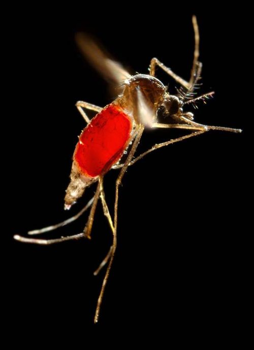 Dengue Mosquito | Aedes aegypti photo