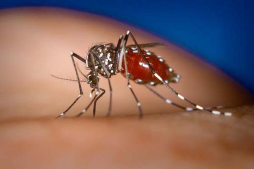 Asian Tiger Mosquito | Aedes albopictus photo