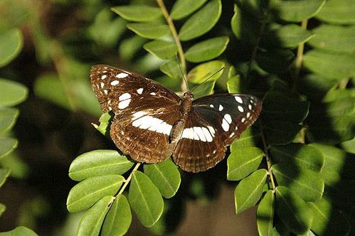 White-banded Plane Butterfly | Phaedyma shepherdi photo