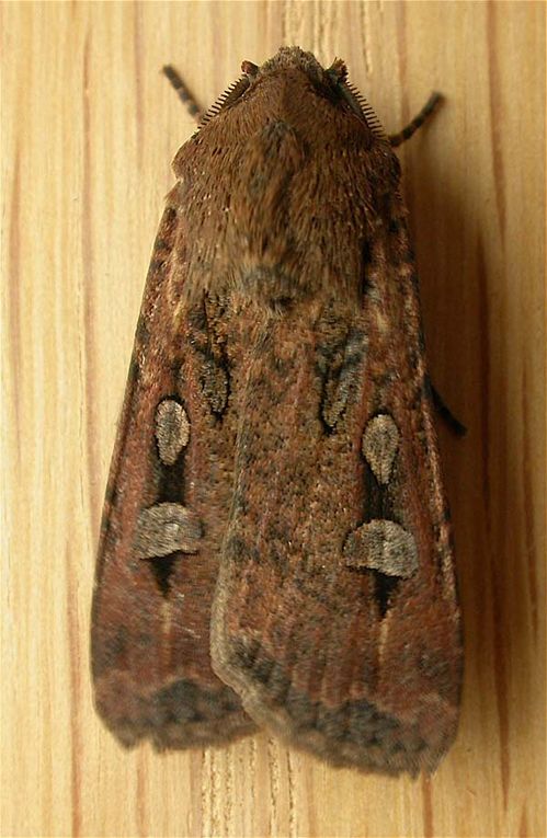 Bogong moth | Agrotis infusa photo