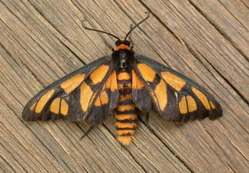 Tiger Moth | Amata trigonophora photo
