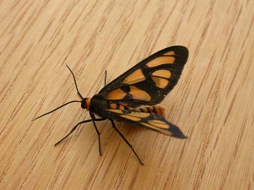 Tiger Moth | Amata trigonophora photo