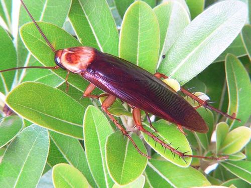 American Cockroach | Periplaneta americana photo