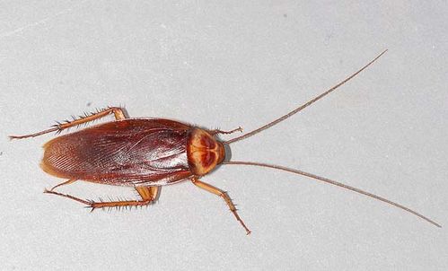 American Cockroach | Periplaneta americana photo