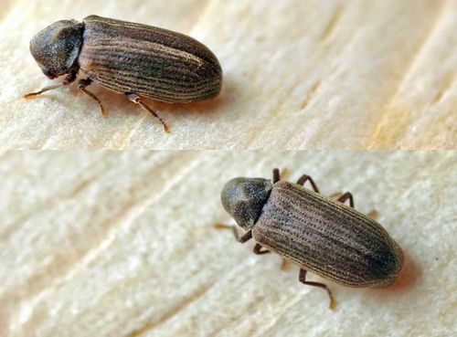 Common Furniture Beetle | Anobium punctatum photo