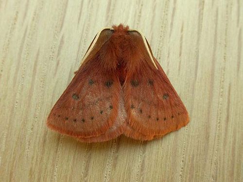 no common name | Anthela ferruginosa photo