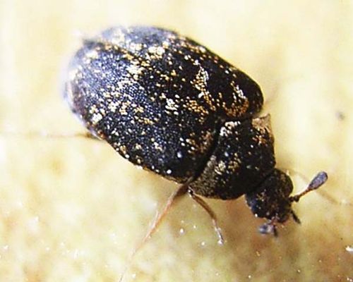 Museum Beetle | Anthrenus museorum photo