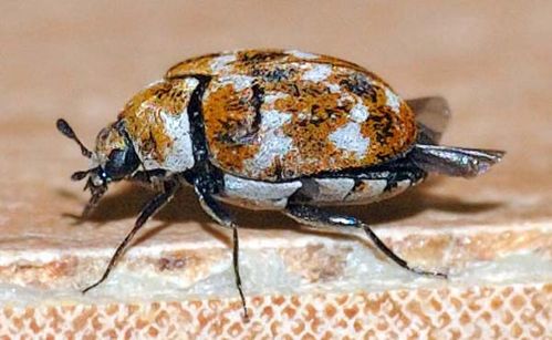 Varied Carpet Beetle | Anthrenus verbasci photo