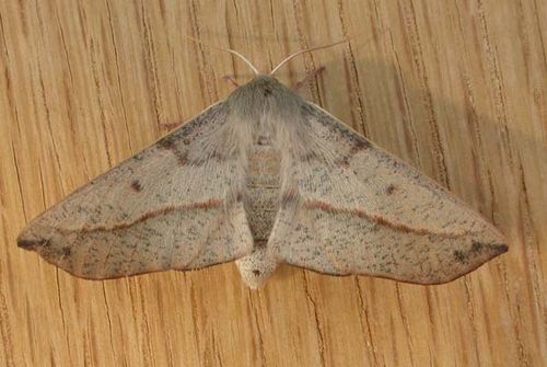 no common name | Antictenia punctunculus photo