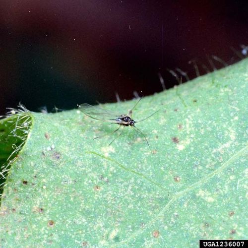 Cotton Aphid | Aphis gossypii photo