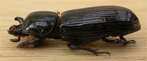 Bess beetle | Aulacocyclus edentulus photo