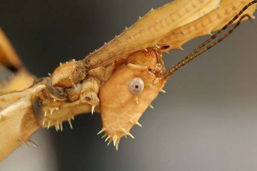 Spiny Leaf Insect | Extatosoma tiaratum photo