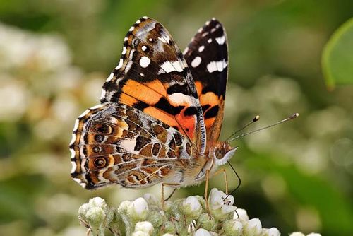 Australian Painted Lady | Vanessa kershawi photo