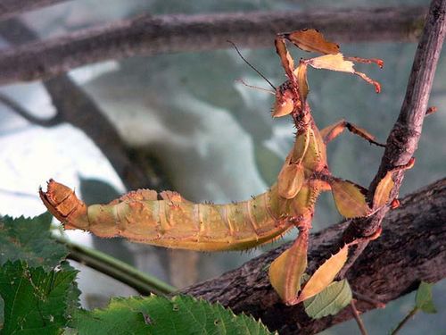 Spiny Leaf Insect | Extatosoma tiaratum photo