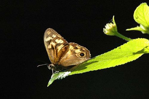 Bank's Brown Butterfly | Heteronympha banksii photo