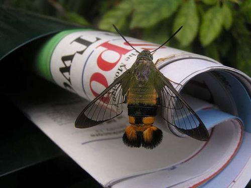 Bee Hawk Moth | Cephonodes kingii photo