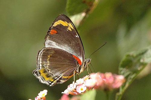 Jezebel Nymph | Mynes geoffroyi photo