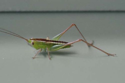 Blackish Meadow Katydid | Conocephalus semivittatus photo