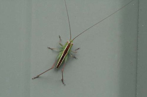 Blackish Meadow Katydid | Conocephalus semivittatus photo