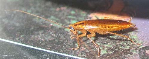 German Cockroach | Blattella germanica photo