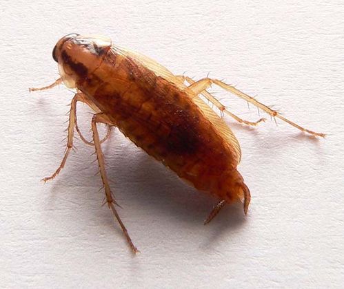 German Cockroach Blattella Germanica 