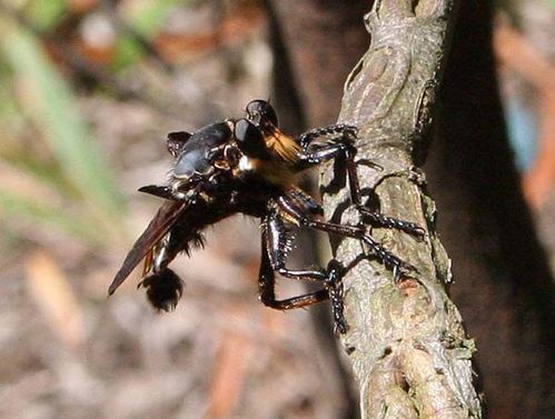 Giant Blue Robber Fly | Blepharotes splendidissimus photo