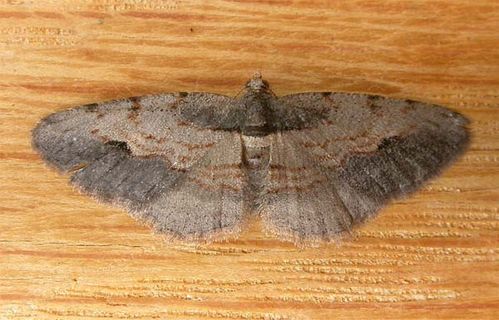 no common name | Boarmia driophila photo