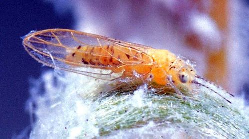 Melaleuca psyllid | Boreioglycaspis melaleucae photo