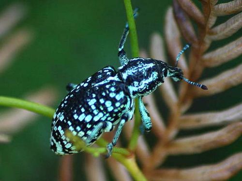 Botany Bay Weevil | Chrysolopus spectabilis photo