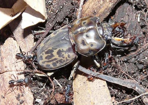 Brown Stag Beetle | Rhyssonotus nebulosus photo