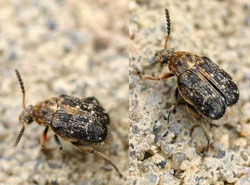 Pea Weevil | Bruchus pisorum photo