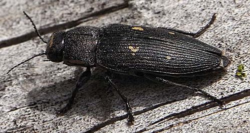 Painted Jewel Beetle | Buprestis novemmaculata photo