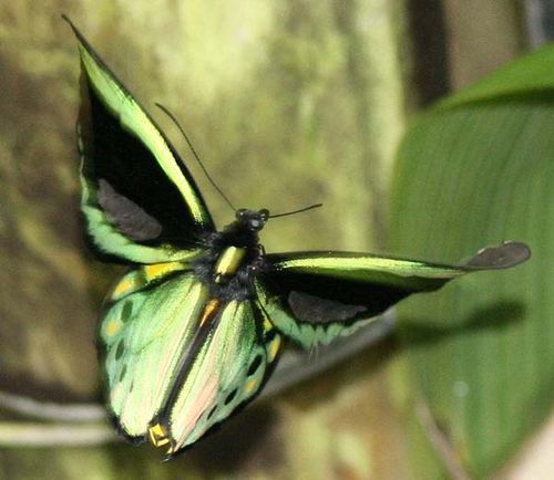 Cooktown Birdwing, Northern Birdwing | Ornithopter euphorion photo