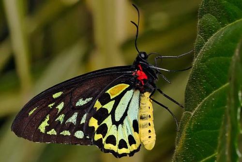 Cooktown Birdwing, Northern Birdwing | Ornithopter euphorion photo