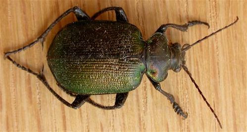 Green Carab Beetle | Calosoma schayeri photo