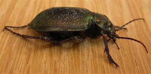 Green Carab Beetle | Calosoma schayeri photo